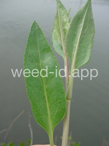 pepperweed, perennial
